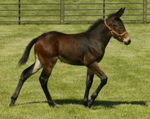 骡子(普通话),农耕时代的忠诚伙伴